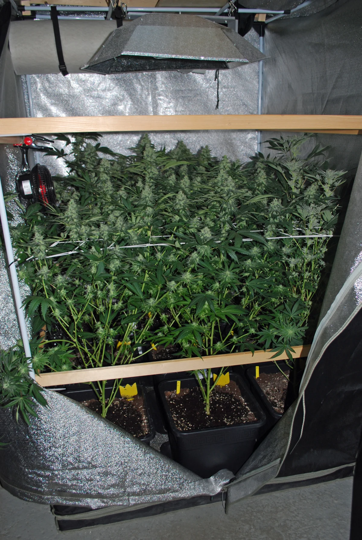 Nebikon LU - Indoor-Hanfanlage ausgehoben