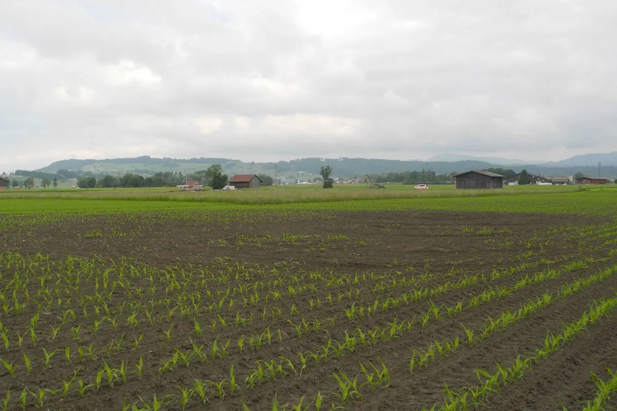 Reichenburg / Wangen SZ -  Sachbeschädigung auf Landwirtschaftsflächen / Zeugen gesucht