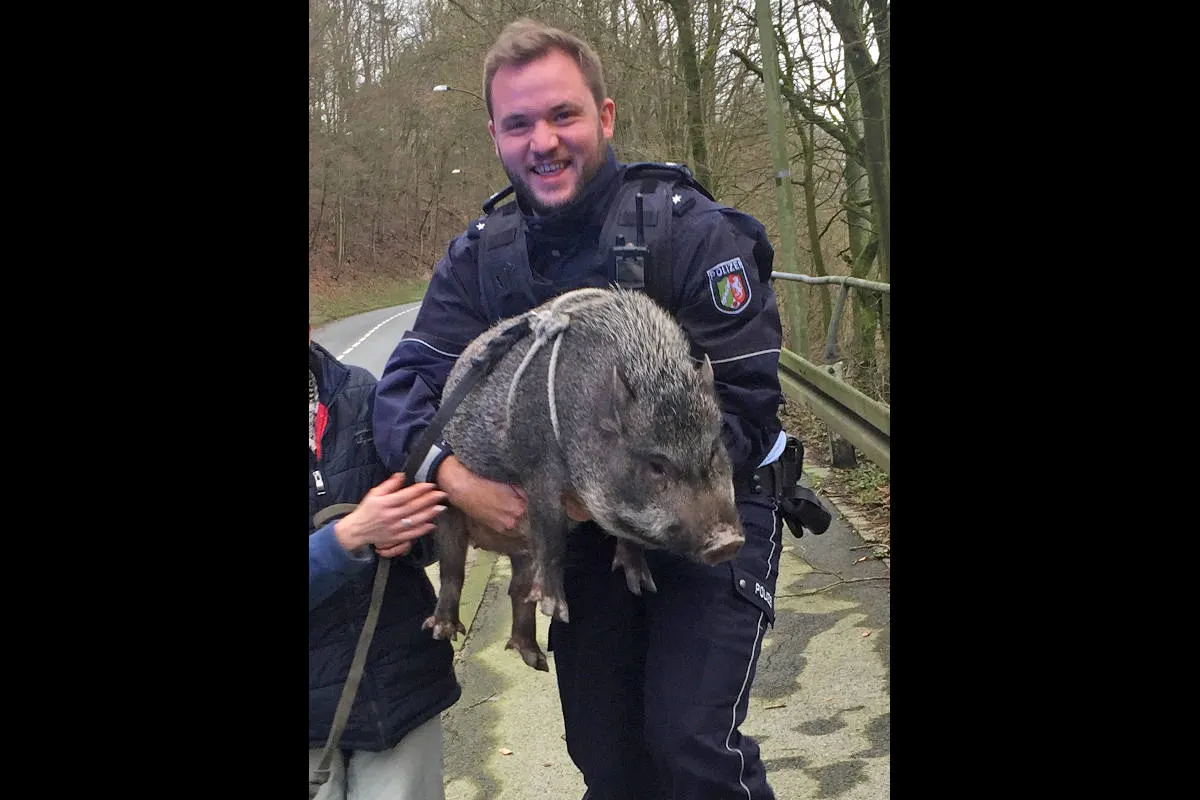 Evingsen Altena – Hängebauchschwein löst Polizeieinsatz aus