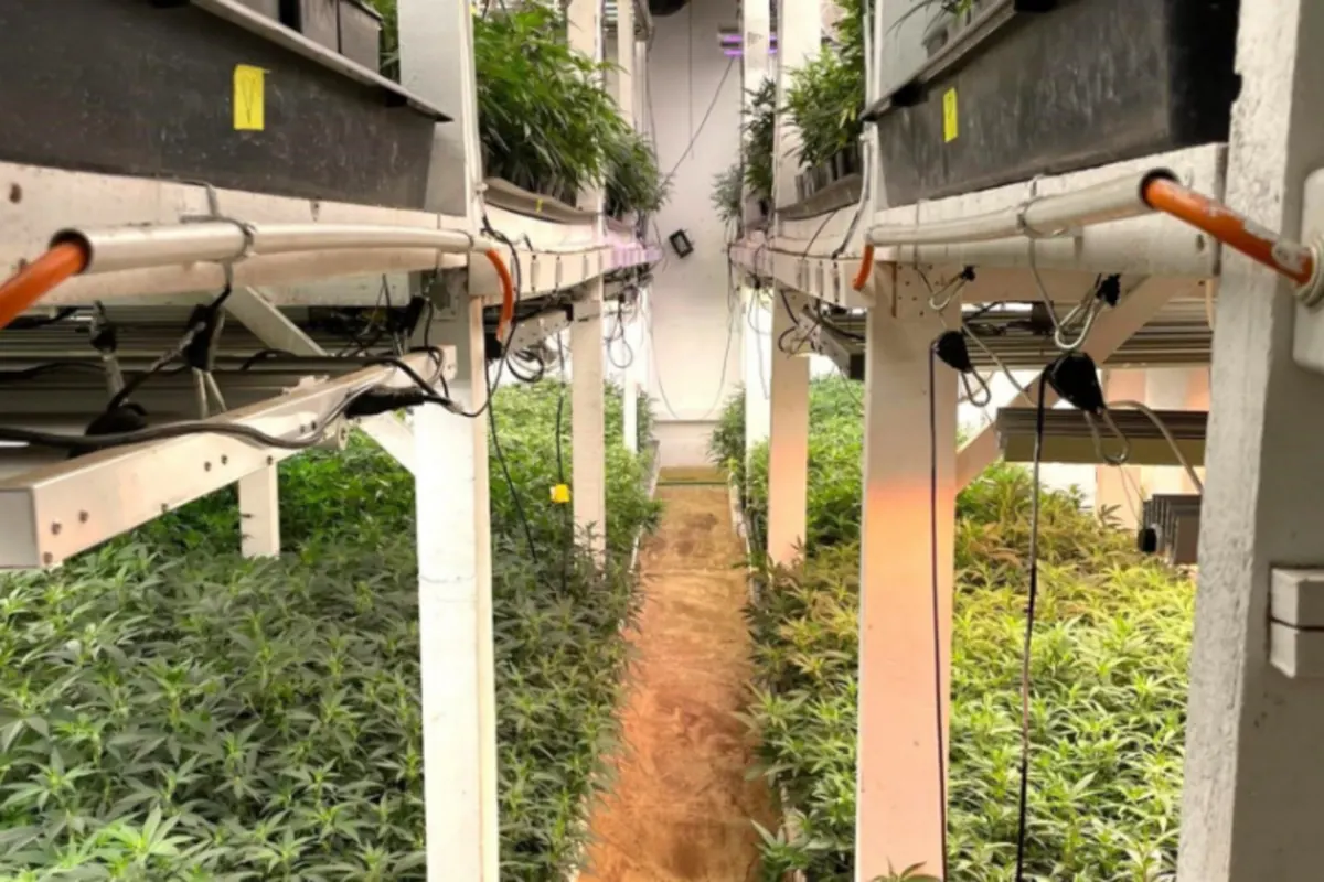 Lonay VD - Mehr als 650 kg Cannabisprodukte beschlagnahmt 