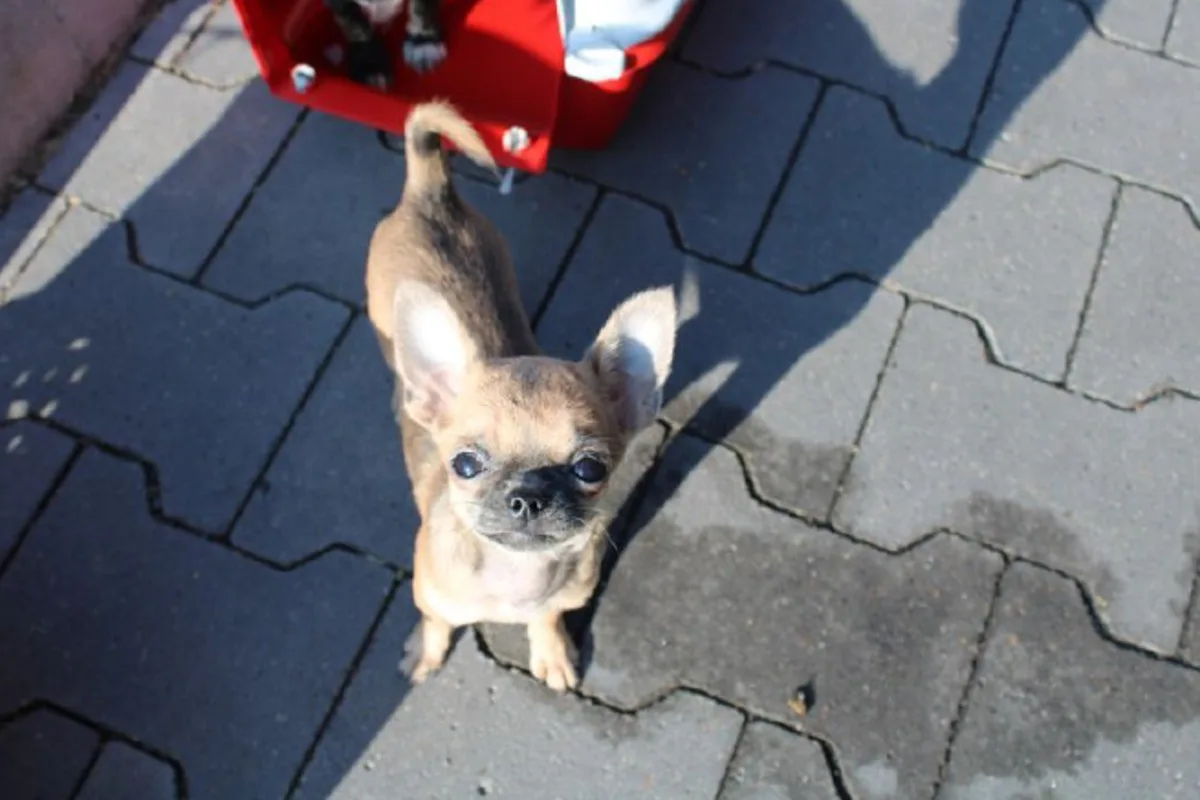 Lemgo - Hundewelpen in Sicherheit gebracht