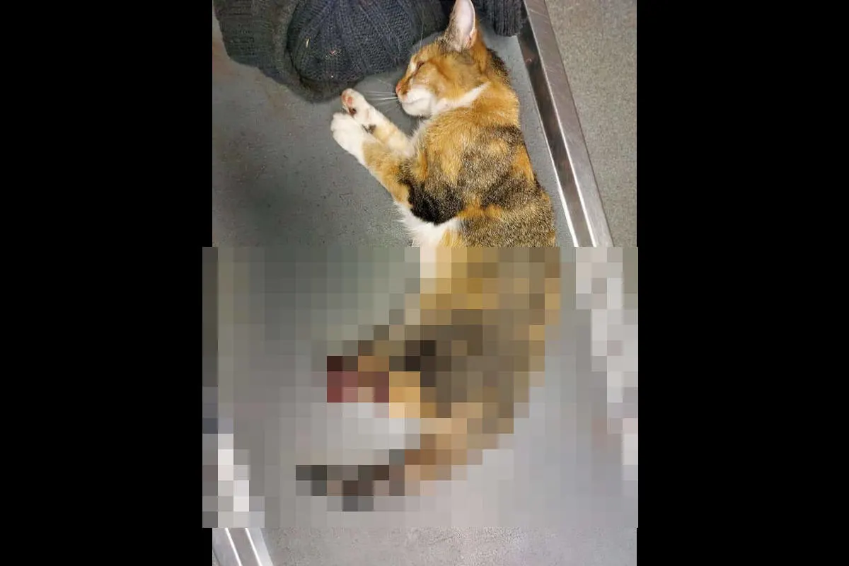 Grausames Tat in Rudolstadt – Zeugen nach Verstümmelung einer Katze gesucht