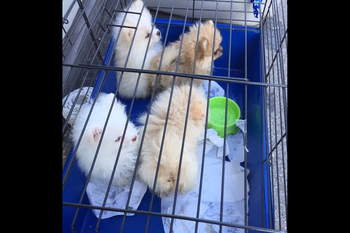 Schwarzbach – Mutmaßliche Schleuser mit fünf Hundewelpen im Gepäckraum gestoppt