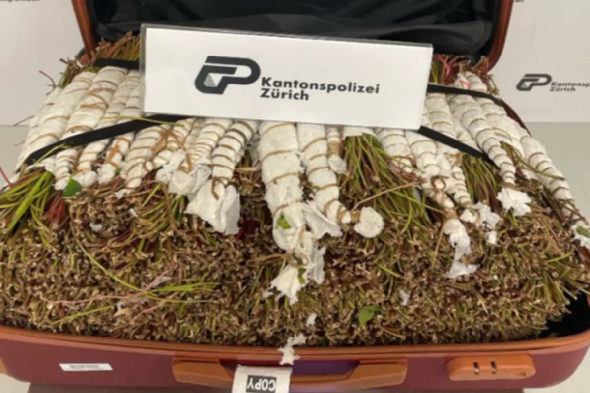 Mit 47 Kilogramm Khat am Flughafen Zürich ZH erwischt 