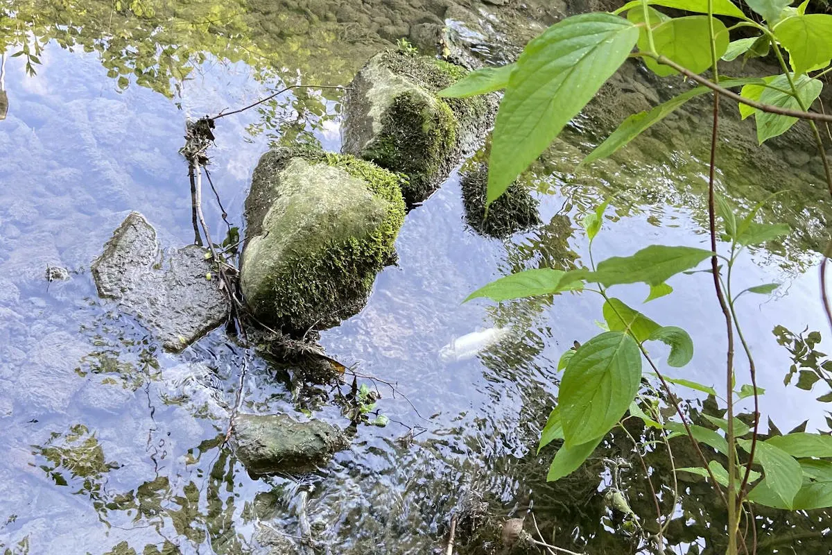 Samstagern ZH – Bachforellen im Sagenbach verendet