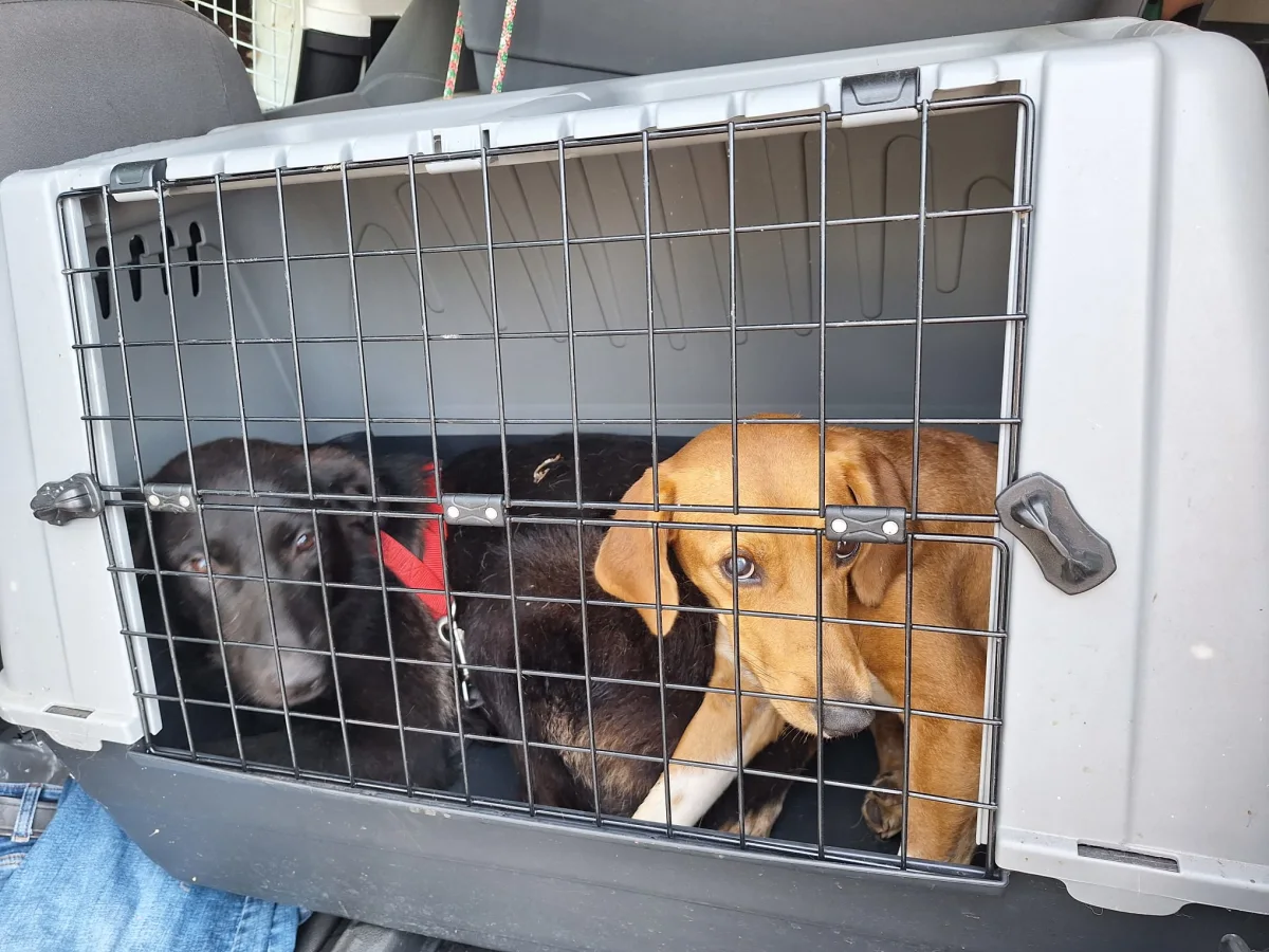 Zwei Hunde befinden sich in einer Transportbox, die auf dem Rücksitz eines Fahrzeugs platziert ist. Der eine Hund ist schwarz, der andere braun.