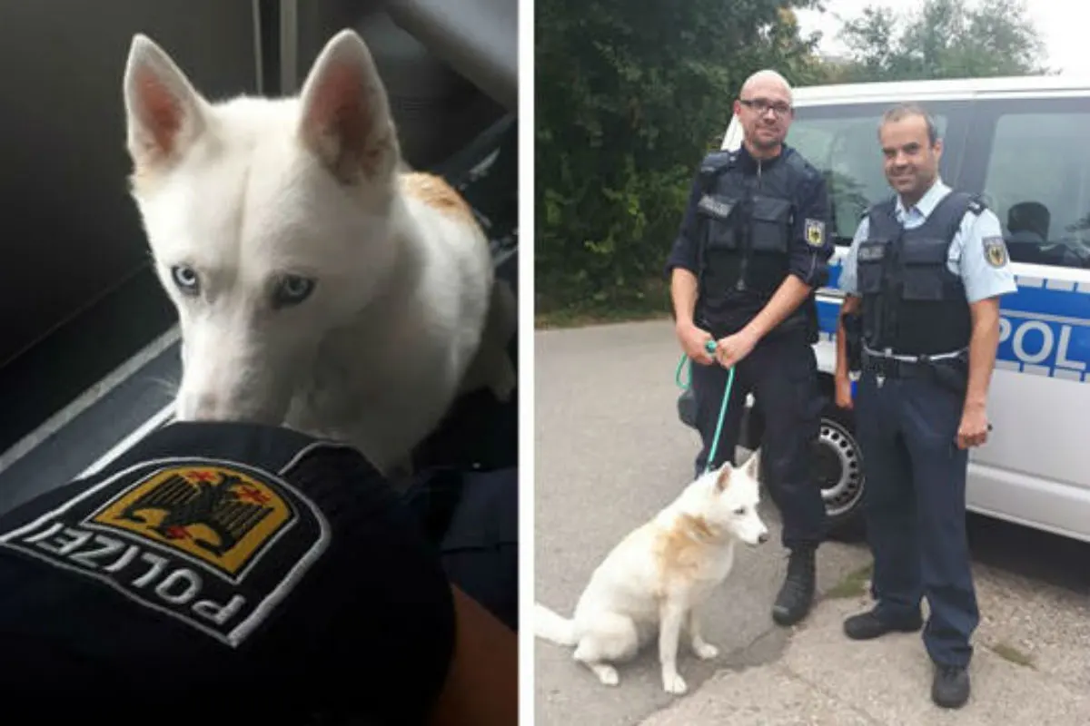 Freilaufender Husky von der Strasse gerettet