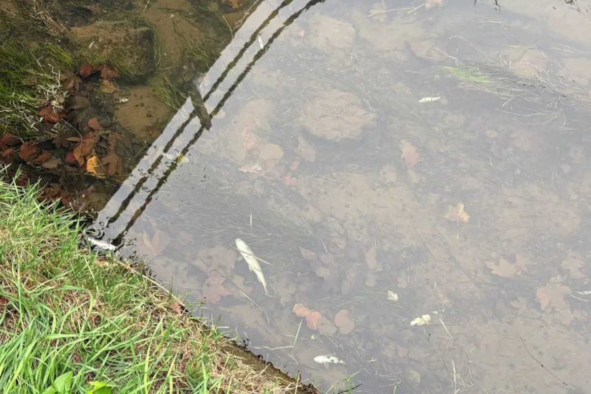 Im Bild sind mehrere tote Fische im klaren Wasser eines Flusses oder Sees zu sehen. Einige Gräser und Blätter liegen unter Wasser.