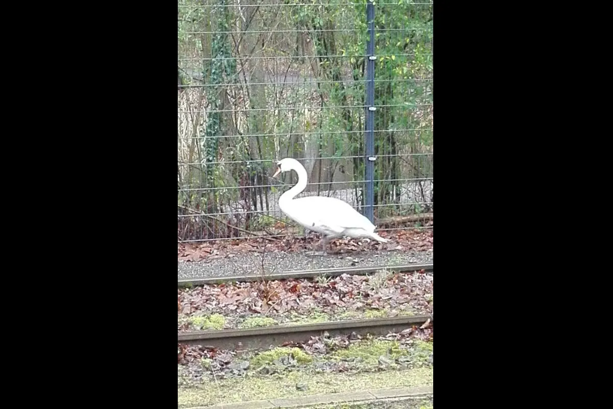 Paderborn - Schwan sorgt für Polizeieinsatz 
