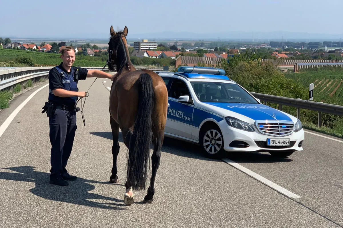 Freilaufendes Pferd auf der A6