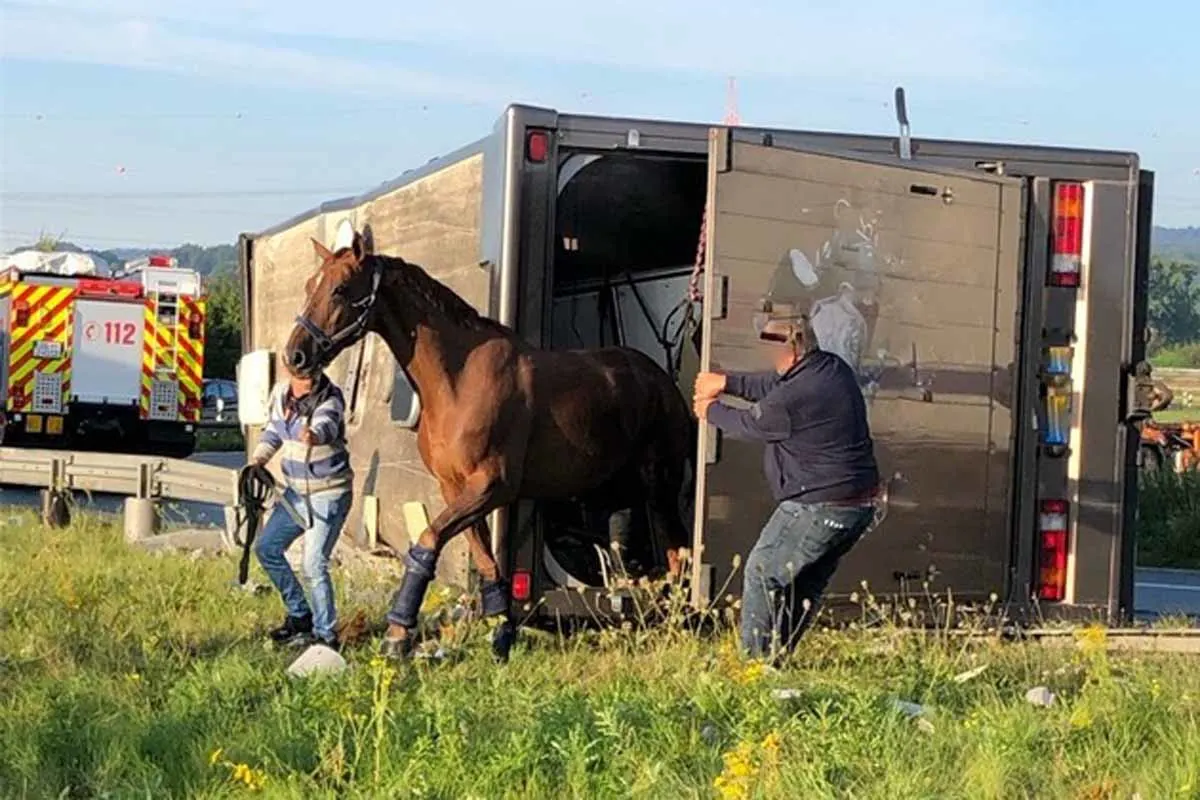 Münster - Pferdetransporter kippt um - Ein Pferd tot