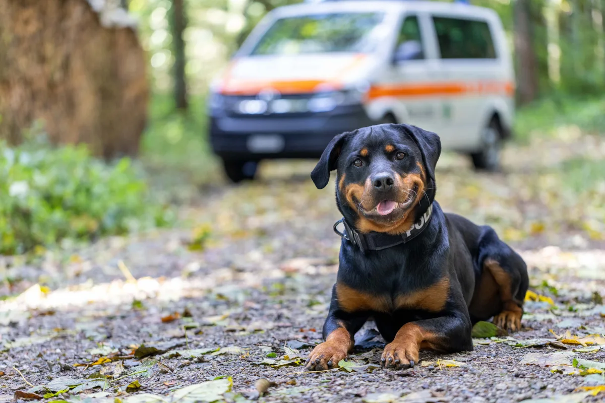 Ein Rottweiler mit Polizeihalsband liegt auf einem Waldweg, im Hintergrund ist ein unscharfer Polizei-Van zu sehen.