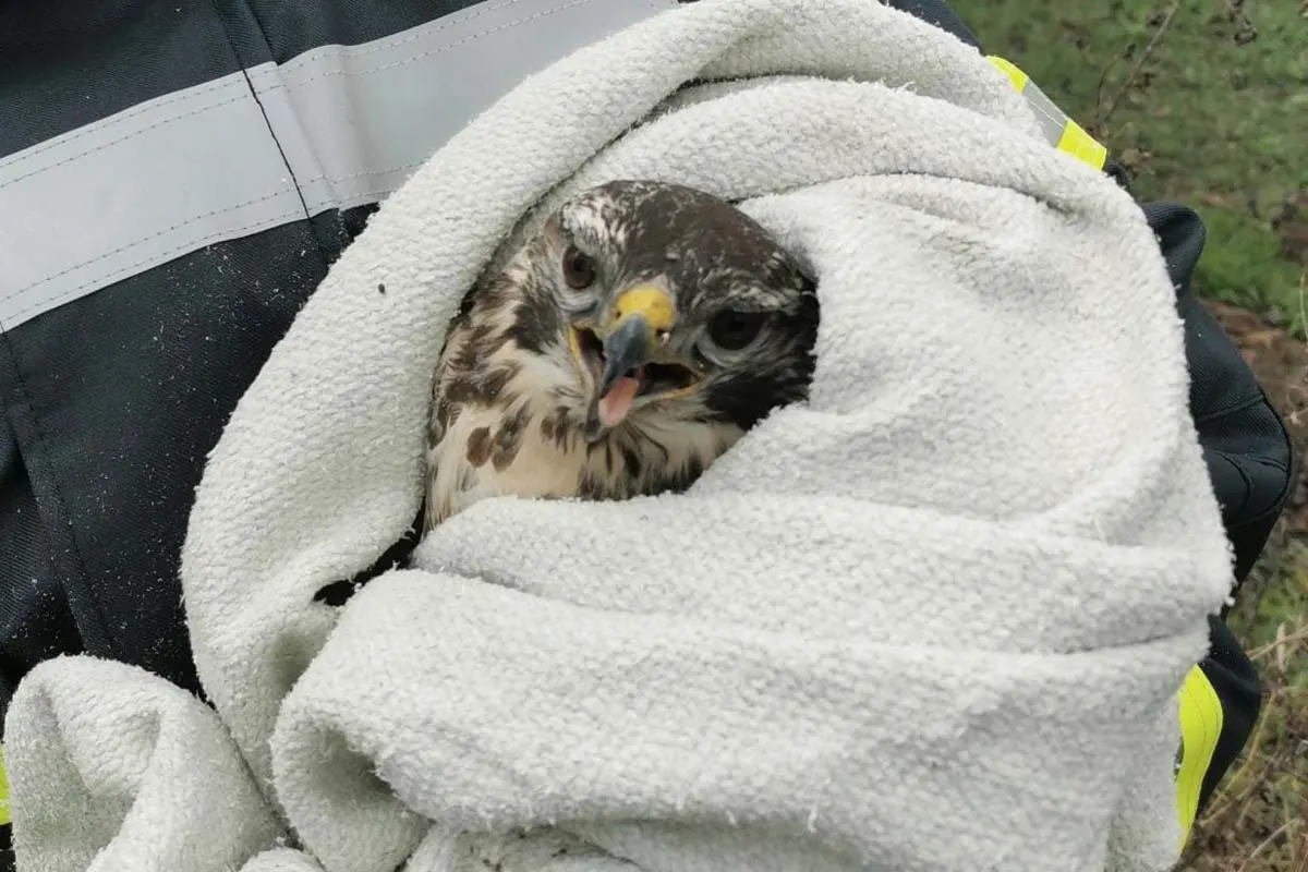 Kamen - Feuerwehr rettet Bussard an Weihnachten das Leben!