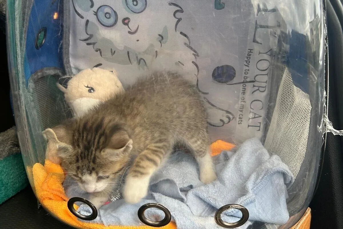 Neuenburg – Zoll stoppt illegale Einfuhr von Alkohol, Fleischwaren – und einer Katze