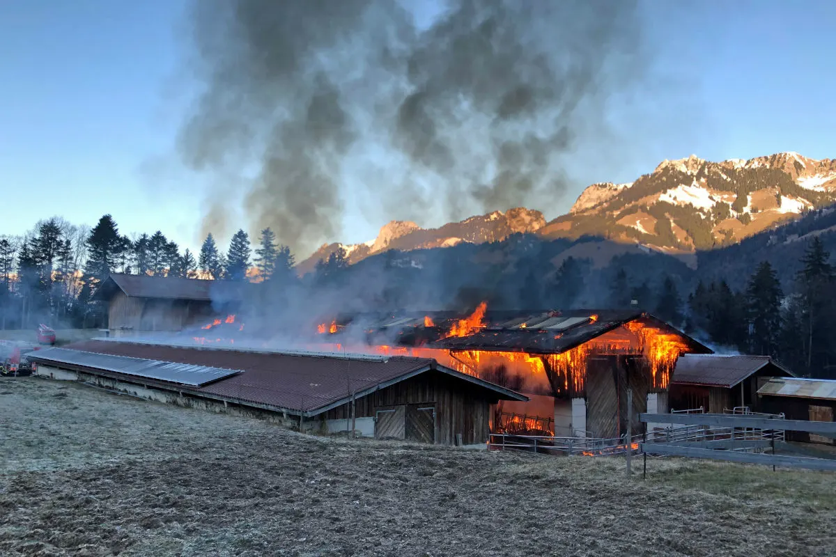 Oey BE - Scheune in Brand geraten - Tiere konnten gerettet werden