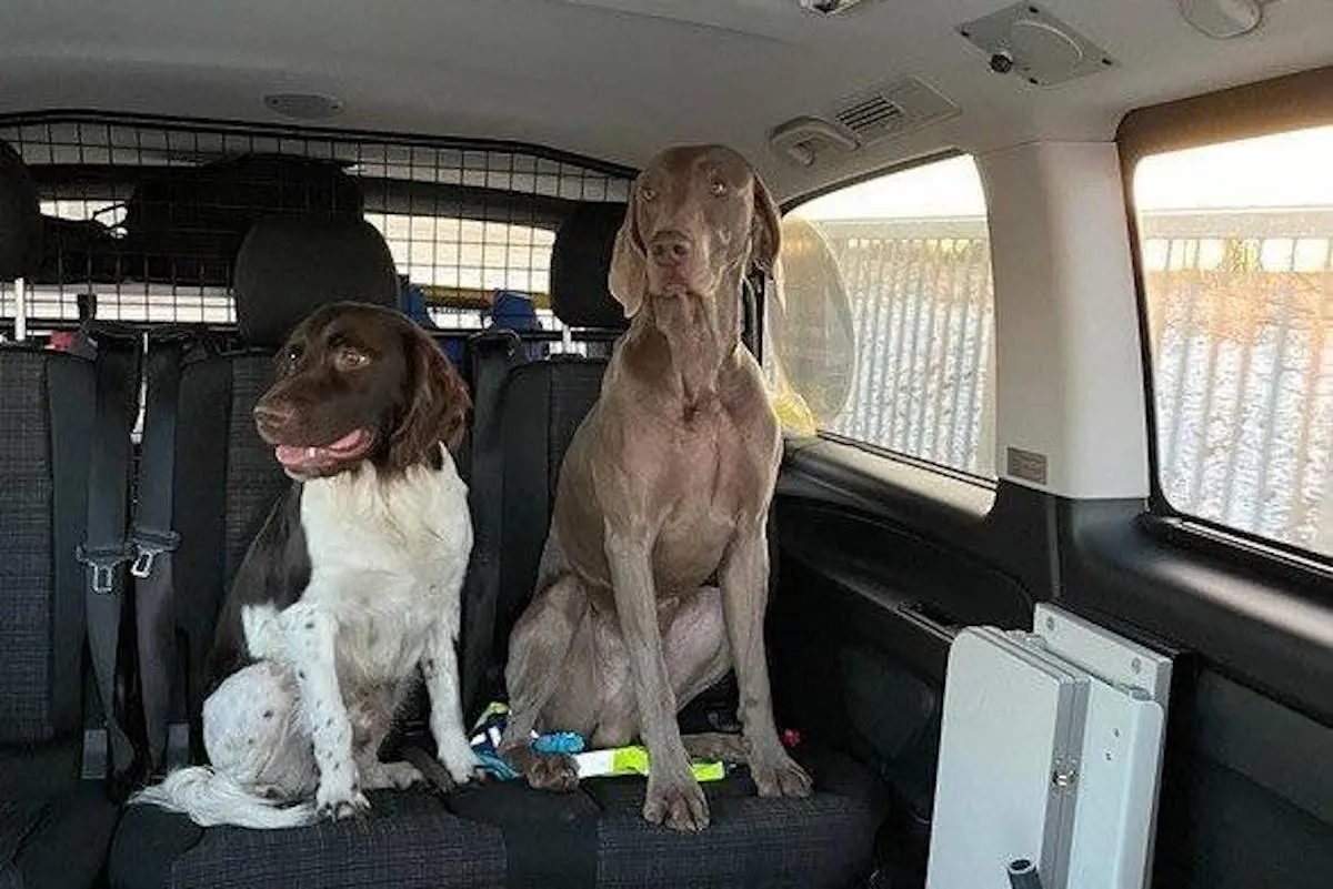 A64 Trier –  Freilaufende Hunde eingefangen
