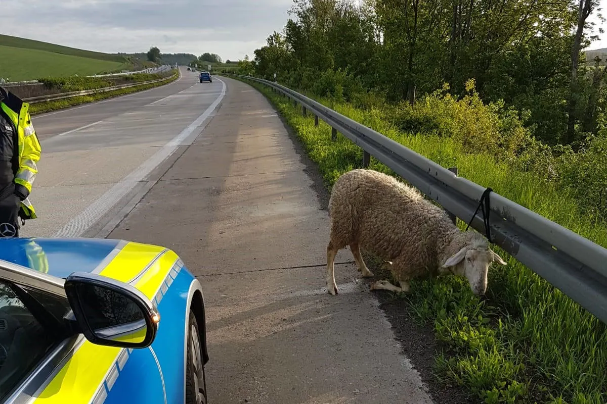 Autofahrer und Polizeistreife fangen ausgebüxtes Schaf auf Autobahn