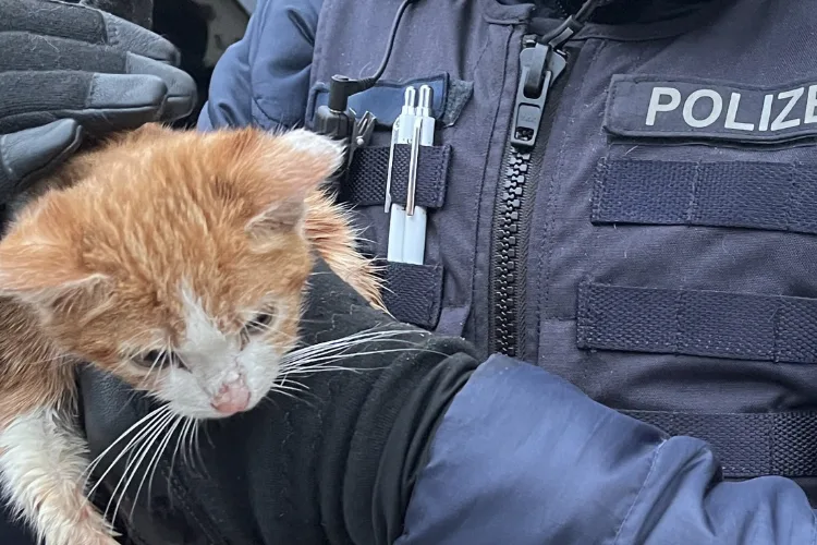 Schüpfheim LU - Katze in Abfallcontainer gefunden 