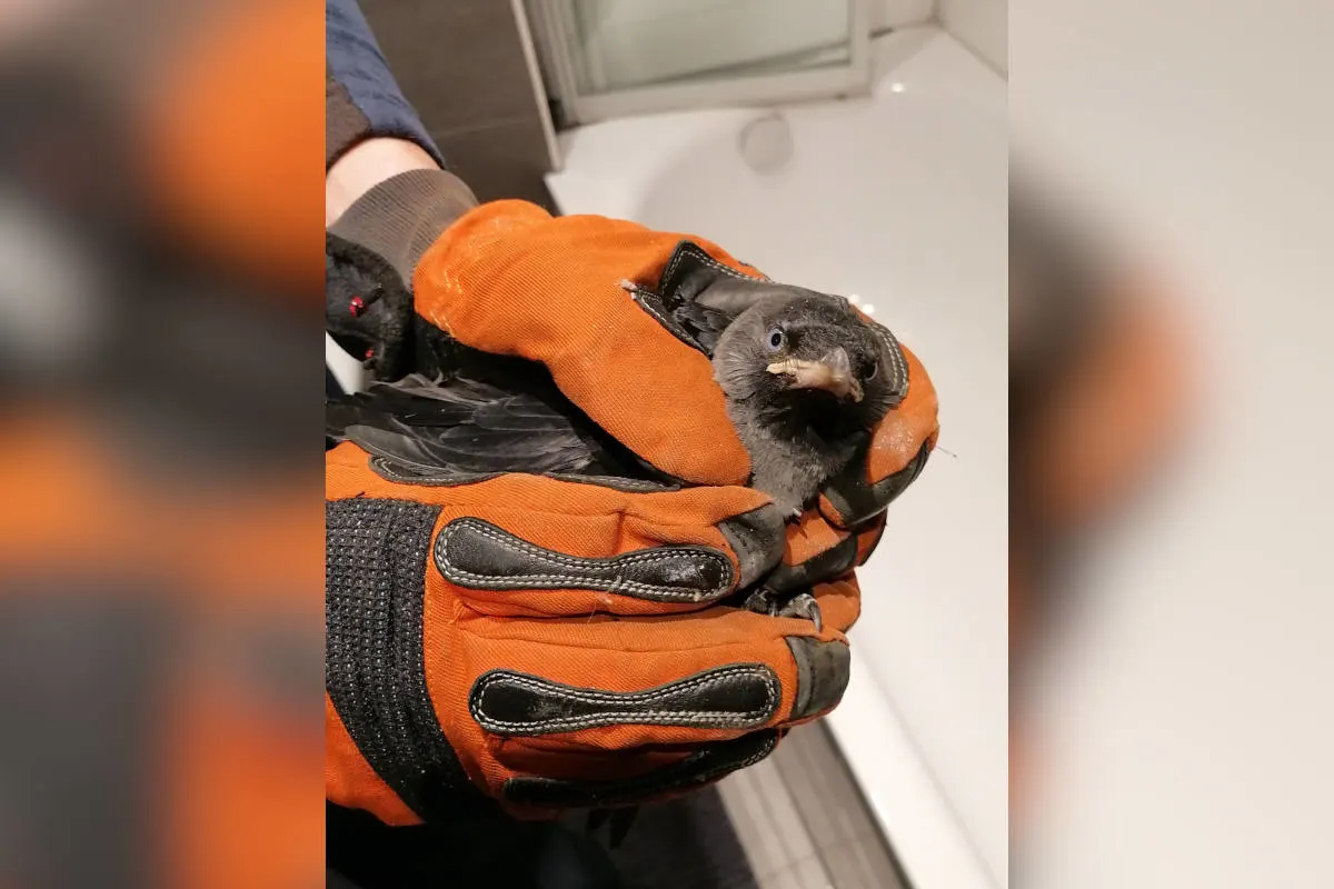 Dinslaken – Jungvögel aus Lüftungsschacht befreit