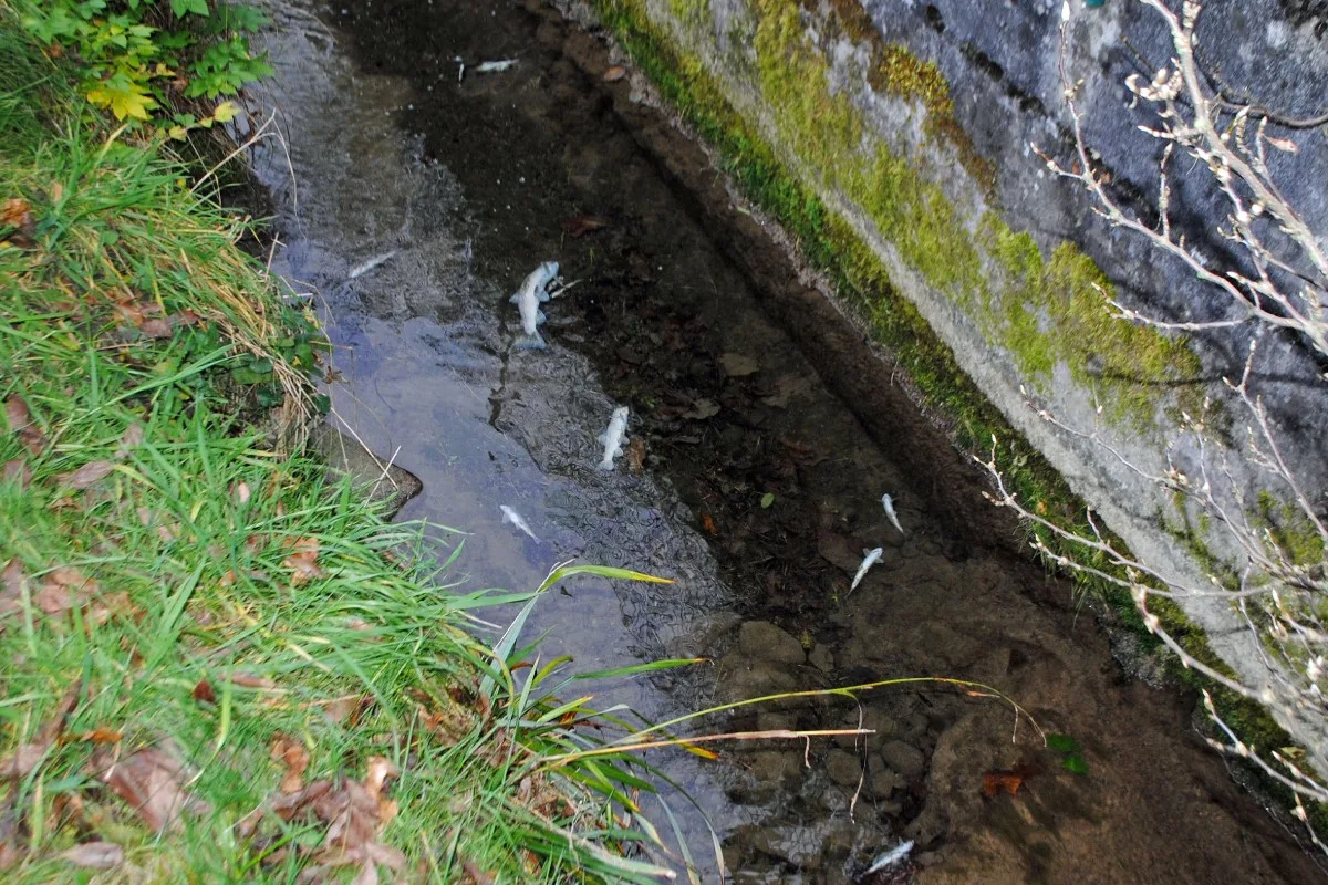 Luzern - Gewässerverschmutzung durch Betonwasser führt zu Fischsterben