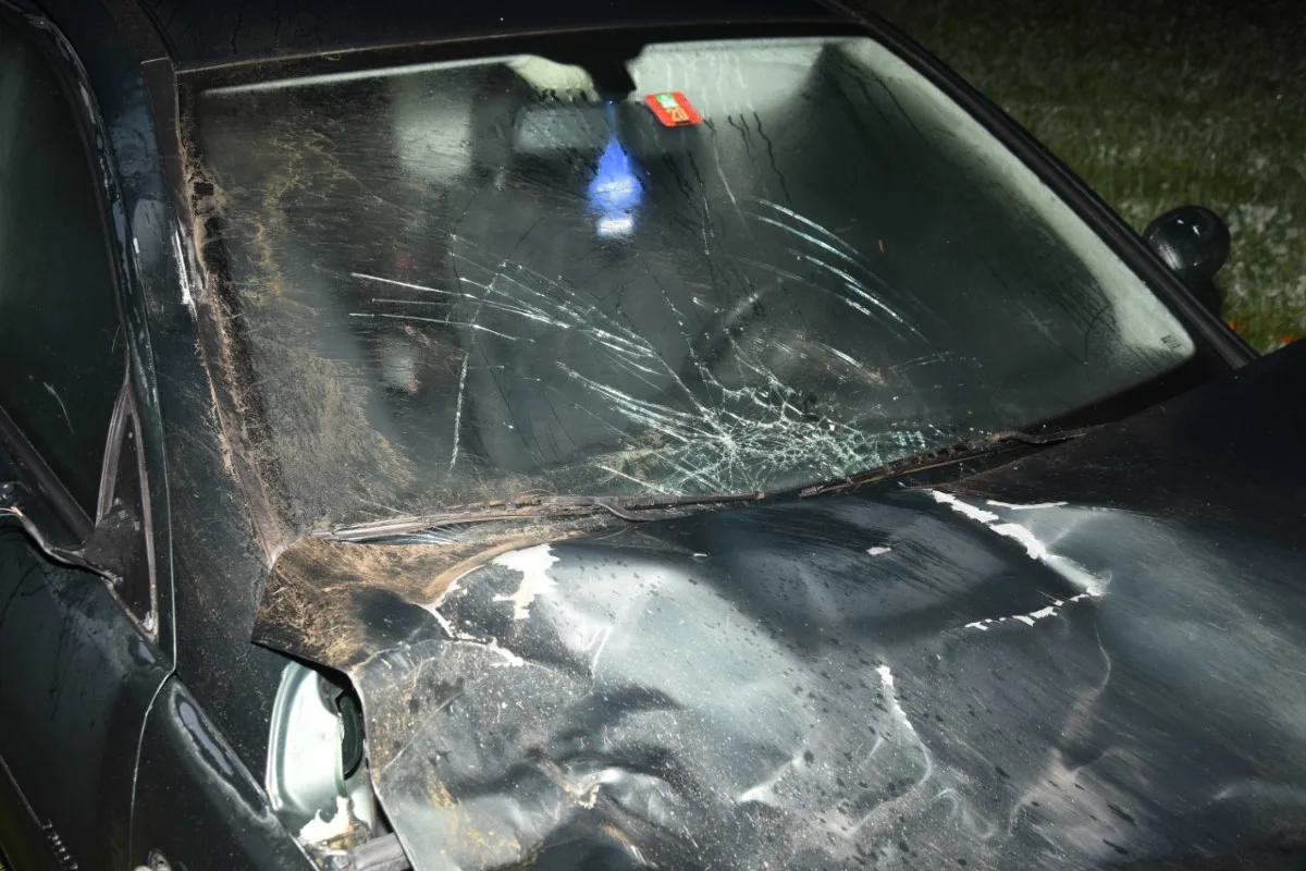  Heftige Kollision in Degersheim SG - Hochlandrind stirbt bei Kollision mit Auto - Fahrer leicht verletzt