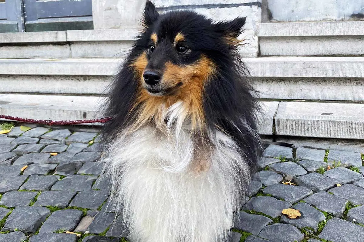 Auf leisen Pfoten durch den Zug in Aachen - Bundespolizistin findet herrenlosen Hund