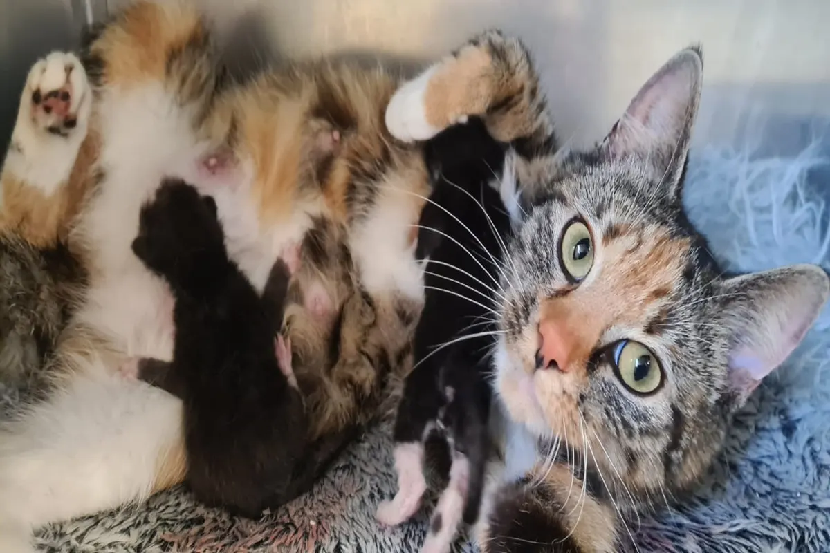 Bremerhaven - Aufmerksame Person entdeckt trächtige Katze 