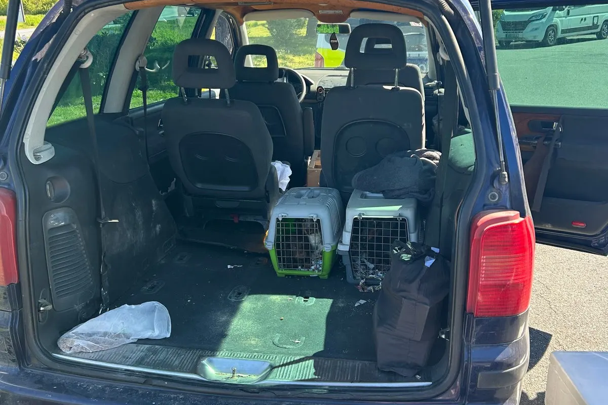 Ein Van mit geöffnetem Kofferraum, in dem zwei Tiertransportboxen und verschiedene Gegenstände sichtbar sind. Die Aufnahme zeigt auch einen Parkplatz im Hintergrund.