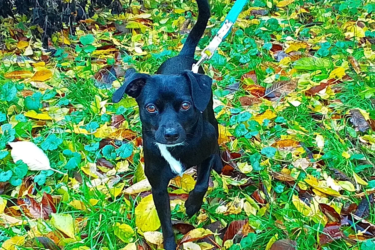 Haldensleben/Oebisfelde - Mann schlägt einen 60-Jährigen und tritt seinen Hund 