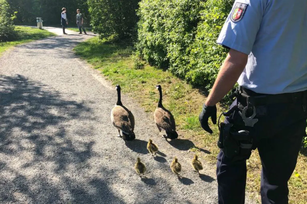 Gänsefamilie feiert das Osterfest wieder im heimischen Park