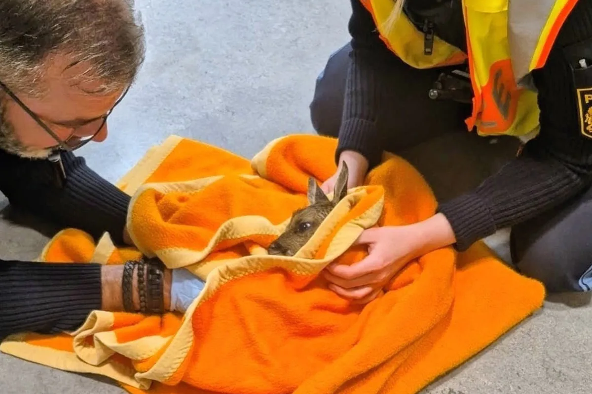 Ein Rehkitz ist in eine orangefarbene Decke gewickelt. Zwei Personen kümmern sich um das Tier auf dem Boden.