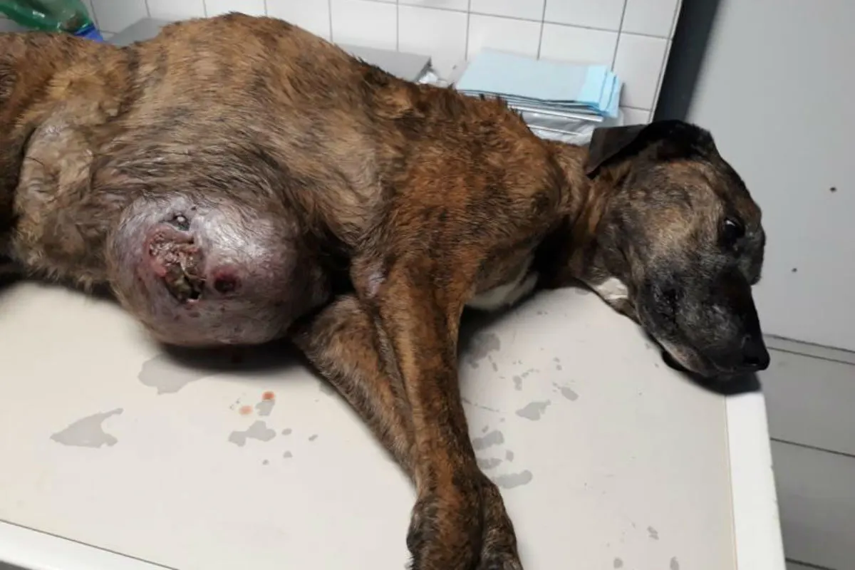 Tierquälerei - Hündin mit Tumor zum Sterben ausgesetzt