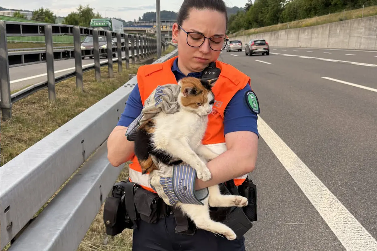 A1 St.Gallen – Katze auf Autobahn gerettet