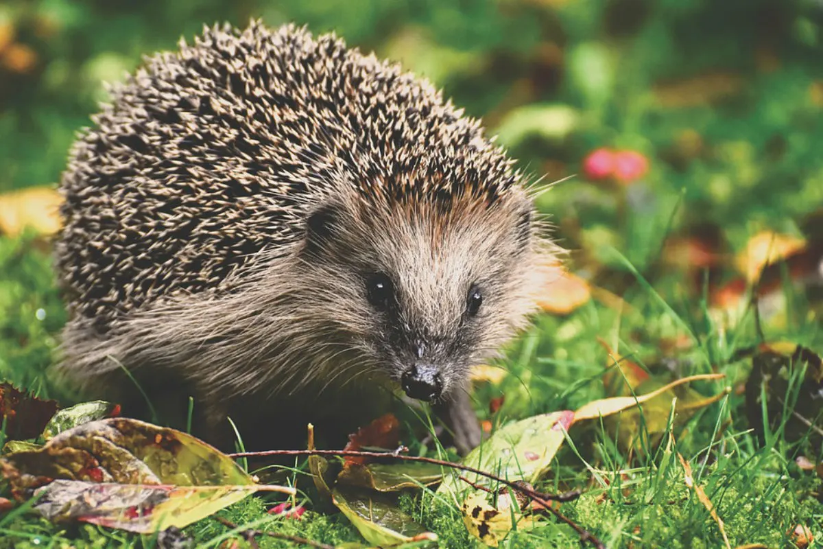 Angebrannten Igel in Papierkorb gefunden