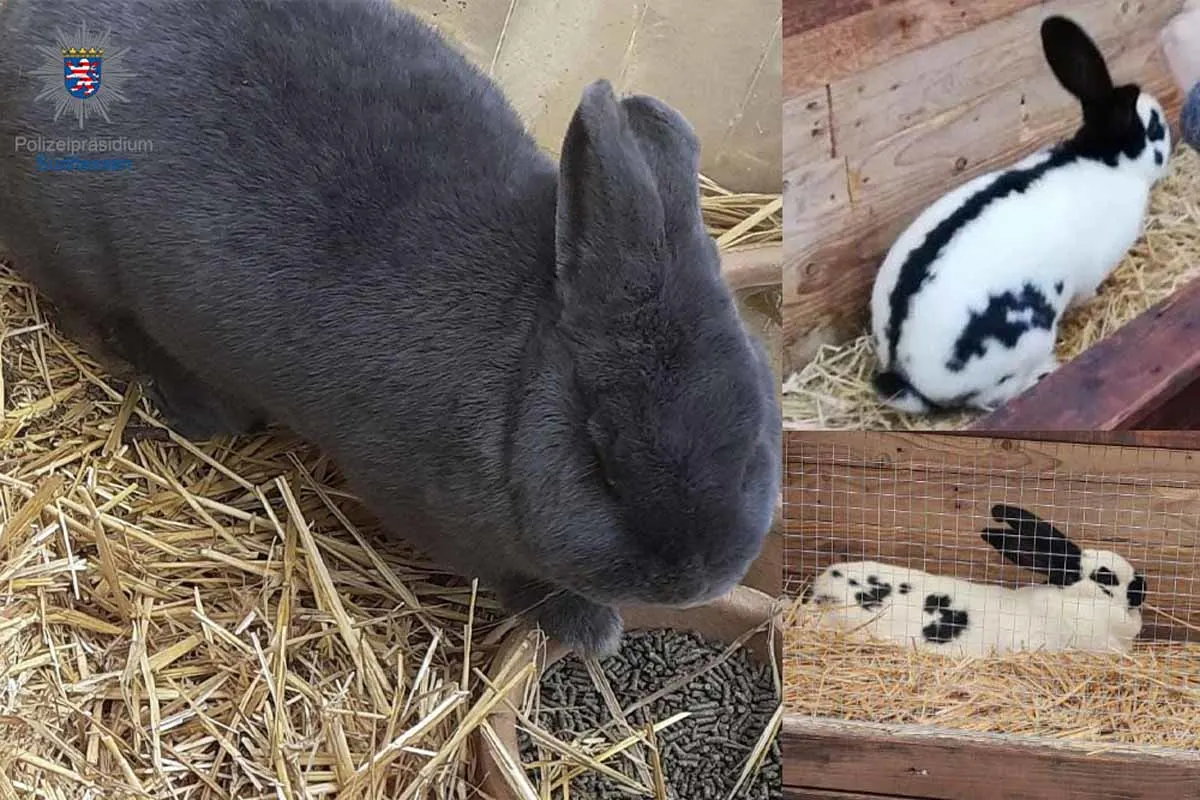 Groß-Bieberau - Ostern ohne Hasen?