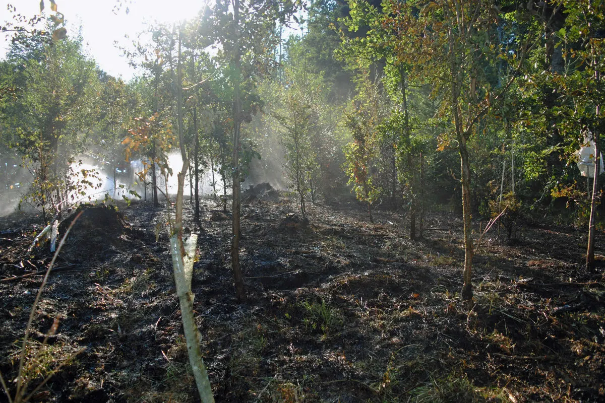 Knutwil LU - Flurbrand im Wald Knutwil