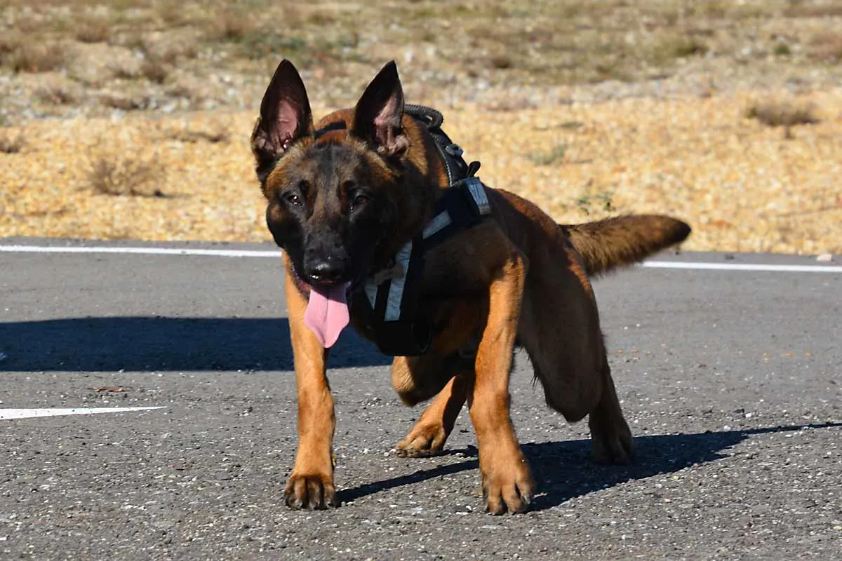 Mönchengladbach - Polizeihund Bane spürt Dieb unter Bagger auf