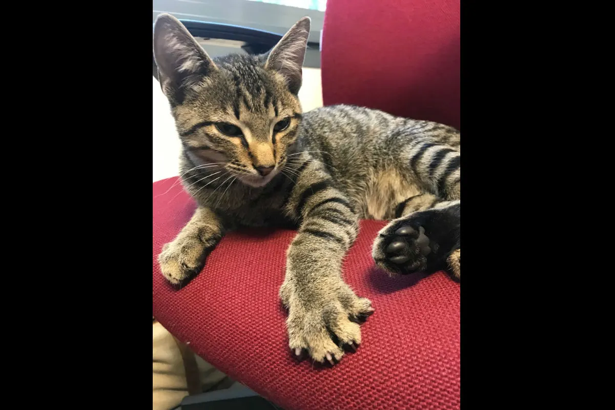 Freiburg - Katze in Garage der Bundespolizei gefunden