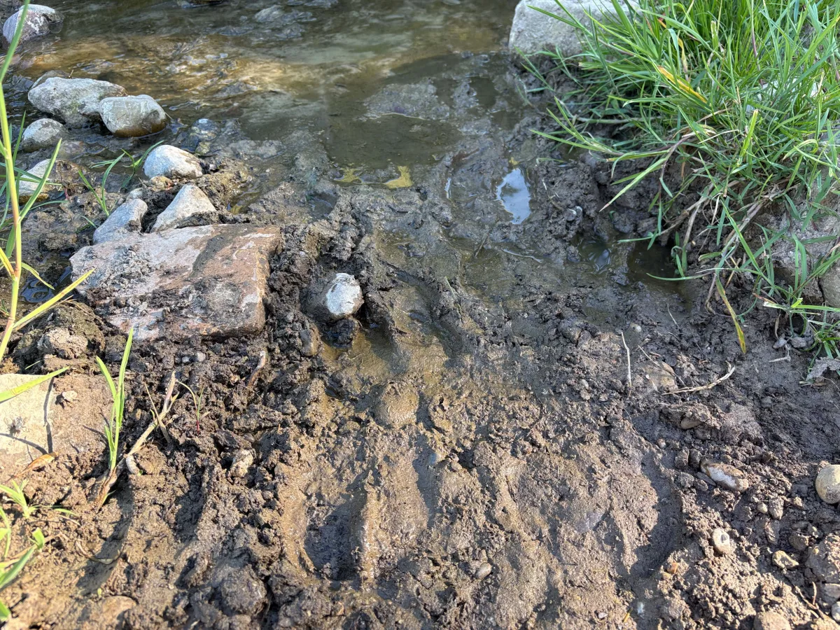 Das Bild zeigt ein schlammiges Flussufer mit Steinen und Gras. Wasser fließt sanft neben Erdboden und Vegetation.