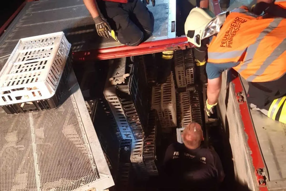 Mit 3000 Hühner beladener Anhänger stürzt in Haag um - LKW-Fahrer wich Reh aus!