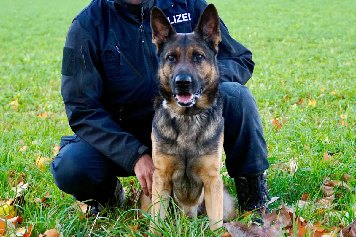Andelfingen ZH - Einbrecher nach Fahndung dank Polizeihund verhaftet