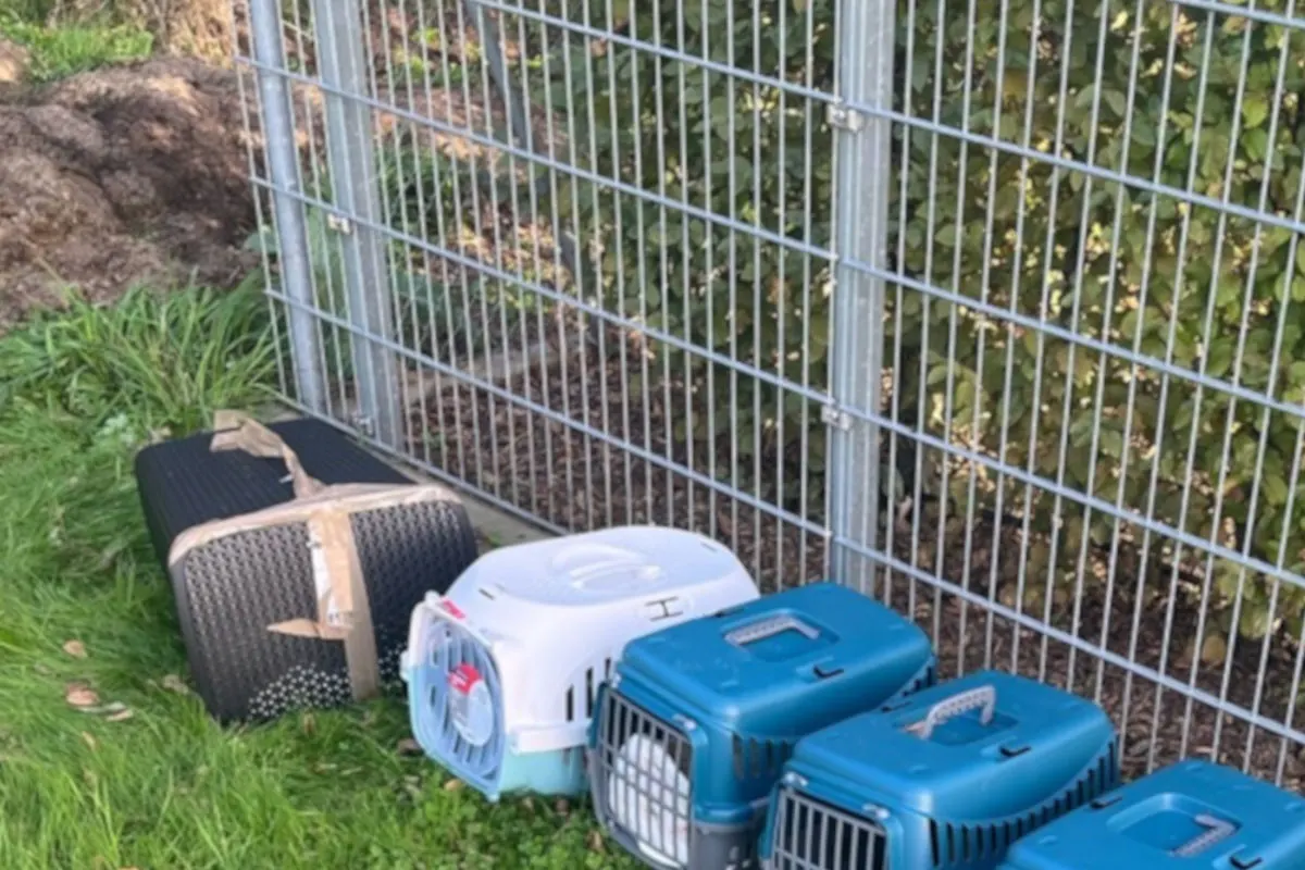 Fünf Tiertransportboxen sind am Boden entlang eines Metallzauns aufgereiht. Das Gras deutet auf eine Außenaufnahme hin.