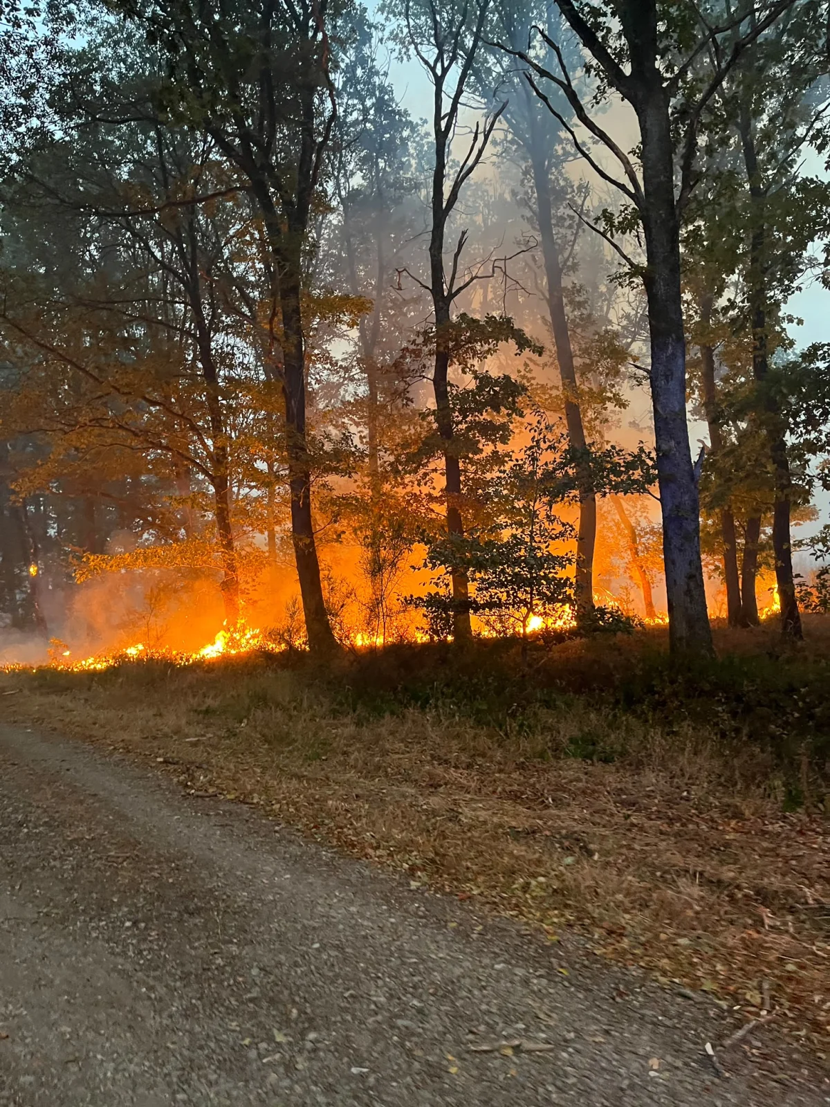 Ein intensiver Waldbrand lodert zwischen den Bäumen, während Rauch in den Himmel steigt. Der Brand verläuft parallel zu einem Feldweg.