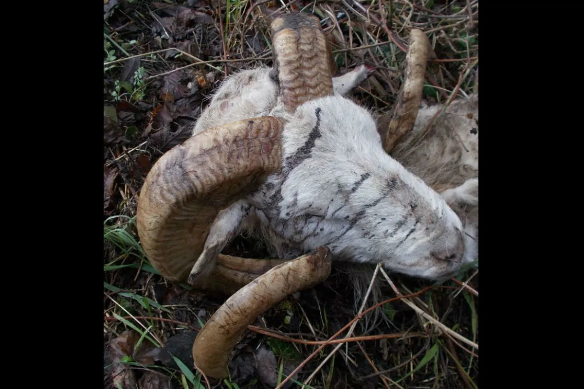 Toter Schafbock aufgefunden - Zeugenaufruf