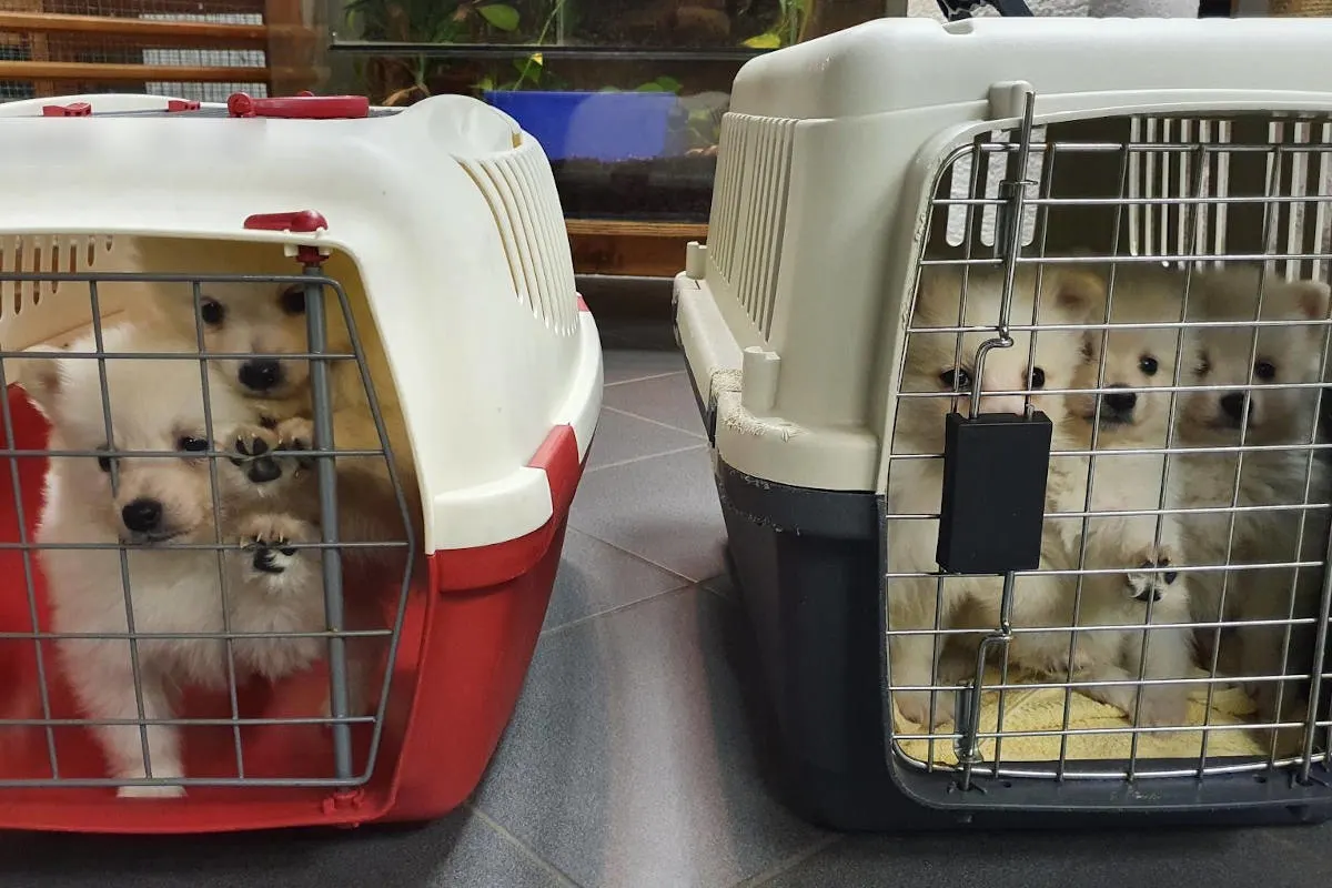 Tierschmuggel auf der A17 bei Bad Gottleuba – Bundespolizei stellt bei Kontrollen insgesamt acht Hundewelpen sicher
