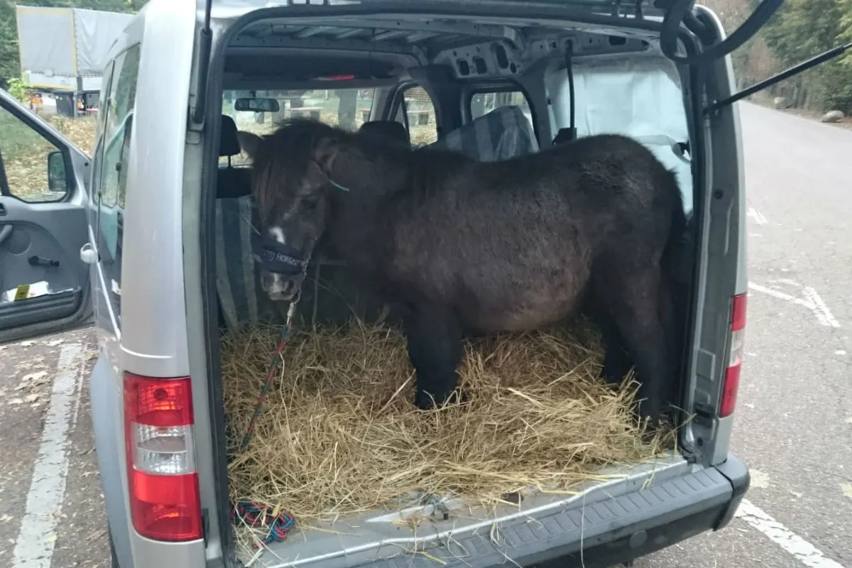 Pony im Kleintransporter entdeckt