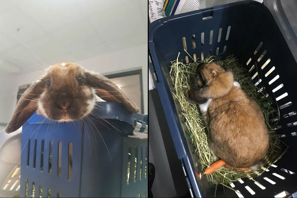 Kaninchen reist alleine im Zug