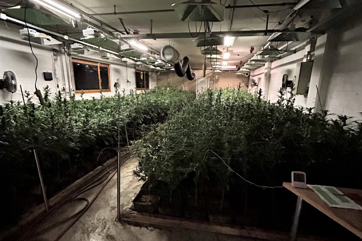 Polizeieinsatz in Rüti ZH - Illegale Hanfplantage bei Kontrolle entdeckt und Betreiber verhaftet