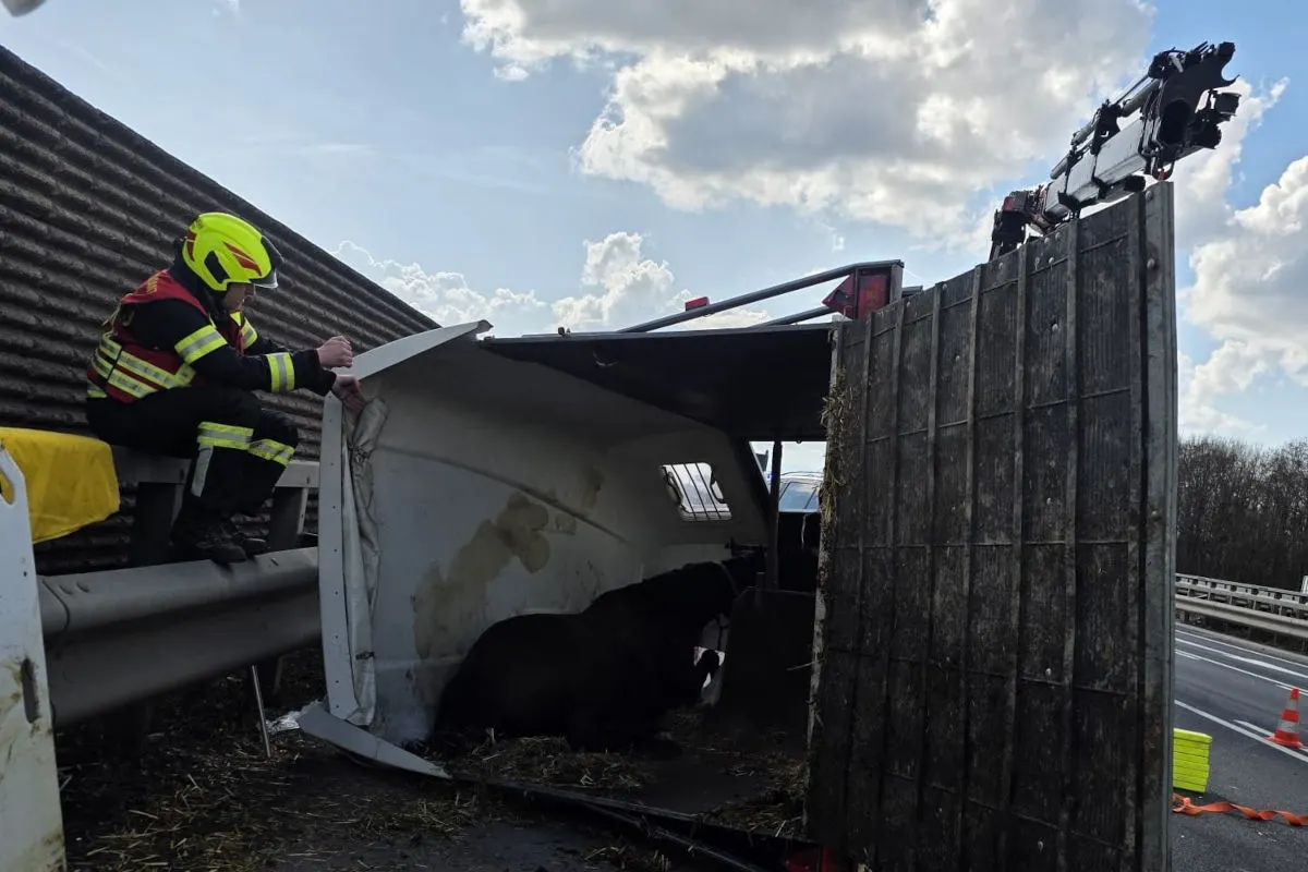 Gössendorf – Pferdeanhänger kippt nach Unfall auf der A2 um