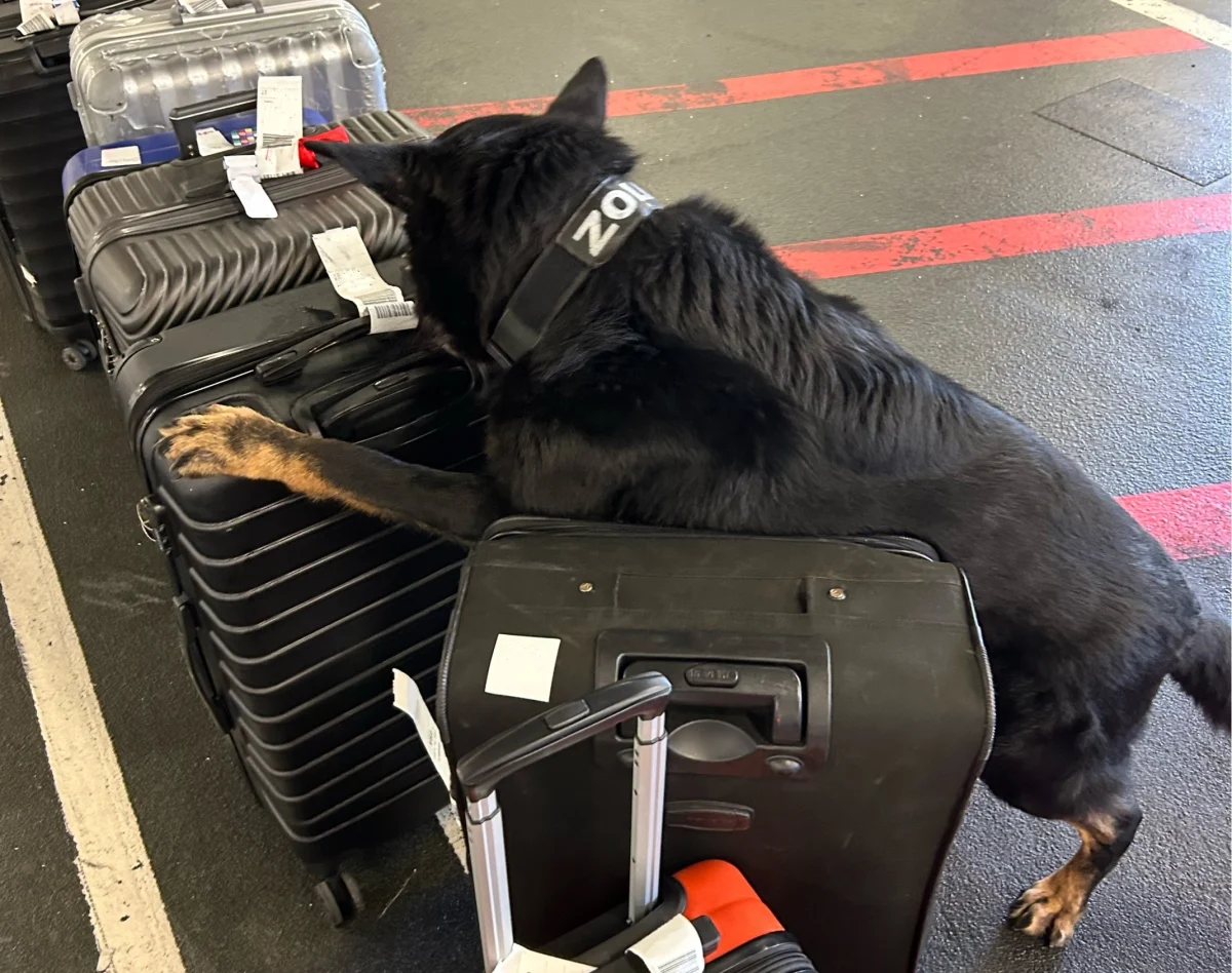 Ein schwarzer Zollhund untersucht aufmerksam eine Reihe von Koffern in einer Flughafenhalle. Der Hund trägt ein Halsband mit der Aufschrift 'Zoll', er hebt die Pfote auf einen der Koffer.